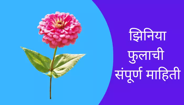 Zinnia Flower Information In Marathi