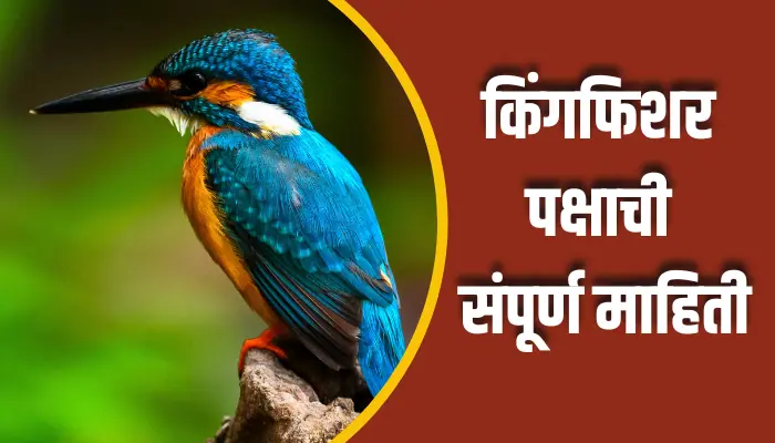 किंगफिशर पक्षाची संपूर्ण माहिती Kingfisher Bird Information In Marathi 1 Kingfisher Bird Information In Marathi