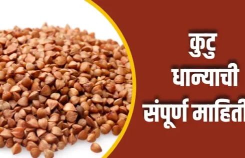 Buckwheat Information In Marathi